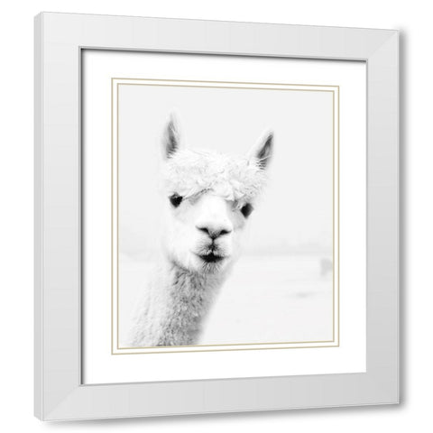 Llama White Modern Wood Framed Art Print with Double Matting by Pugh, Jennifer