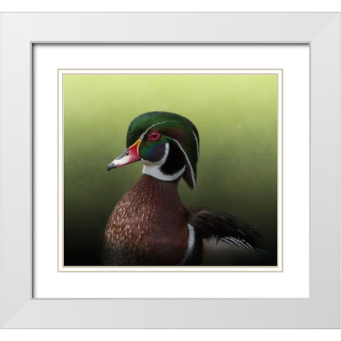 A Duck of Many Colors White Modern Wood Framed Art Print with Double Matting by Parker, Kelley
