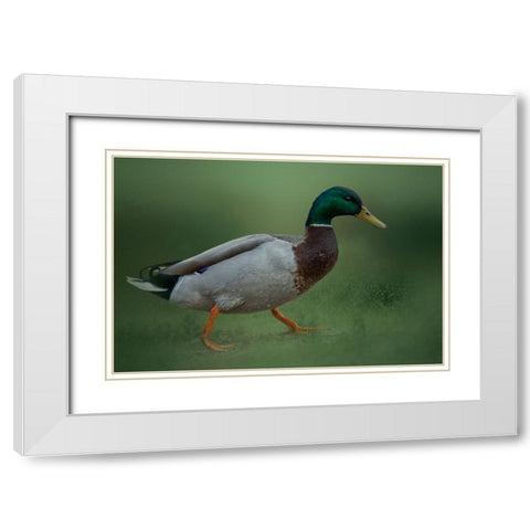 If It Walks Like a Duck White Modern Wood Framed Art Print with Double Matting by Parker, Kelley
