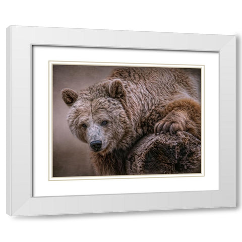 Glorious Grizzly White Modern Wood Framed Art Print with Double Matting by Parker, Kelley