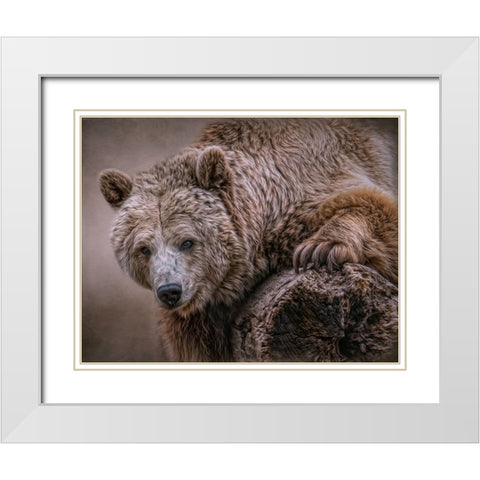 Glorious Grizzly White Modern Wood Framed Art Print with Double Matting by Parker, Kelley