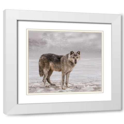 The Wolf of Winter White Modern Wood Framed Art Print with Double Matting by Parker, Kelley