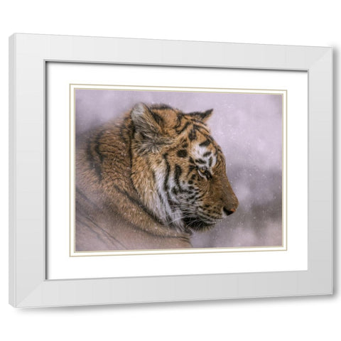Snow Tiger White Modern Wood Framed Art Print with Double Matting by Parker, Kelley