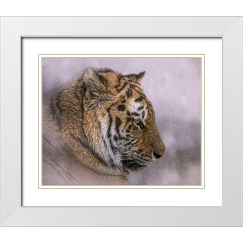 Snow Tiger White Modern Wood Framed Art Print with Double Matting by Parker, Kelley