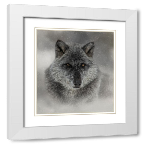 Winter Wolf White Modern Wood Framed Art Print with Double Matting by Parker, Kelley