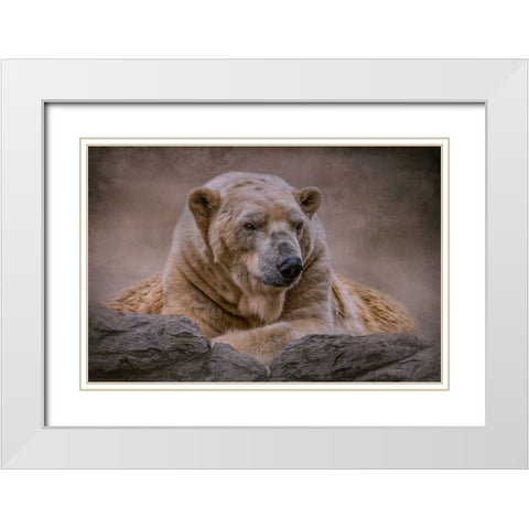 A Bears Life White Modern Wood Framed Art Print with Double Matting by Parker, Kelley