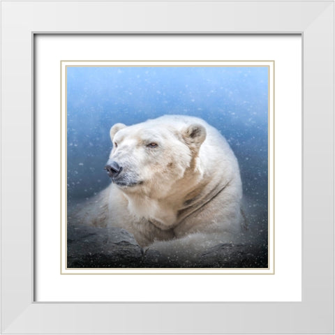 Snow King White Modern Wood Framed Art Print with Double Matting by Parker, Kelley