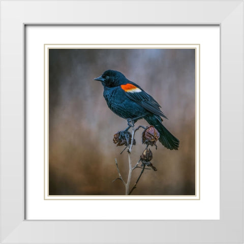 Bringer of Spring White Modern Wood Framed Art Print with Double Matting by Parker, Kelley