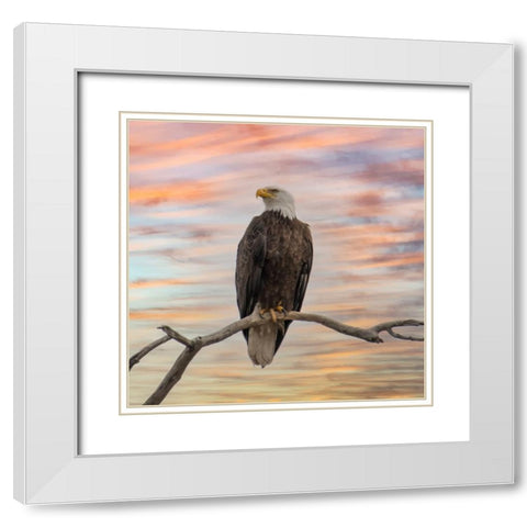 Sky Hunter White Modern Wood Framed Art Print with Double Matting by Parker, Kelley