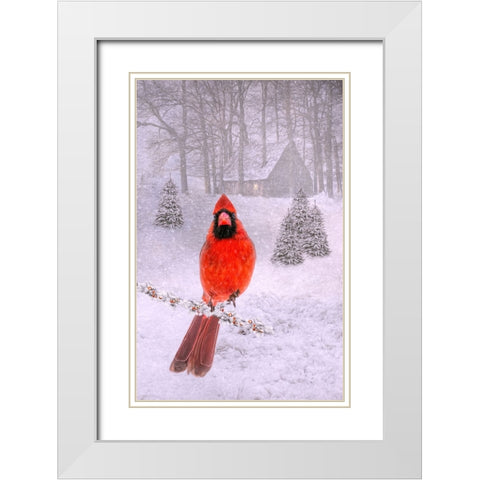 Cardinal Peace White Modern Wood Framed Art Print with Double Matting by Parker, Kelley