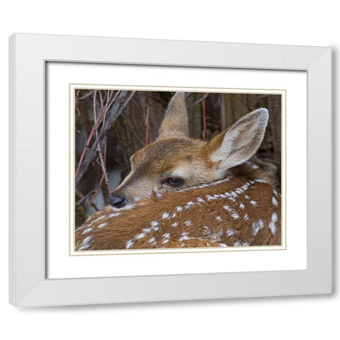 Mule Deer Fawn White Modern Wood Framed Art Print with Double Matting by McFerrin, Larry