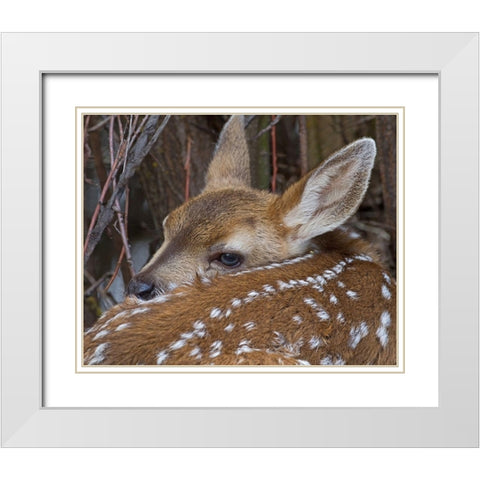Mule Deer Fawn White Modern Wood Framed Art Print with Double Matting by McFerrin, Larry