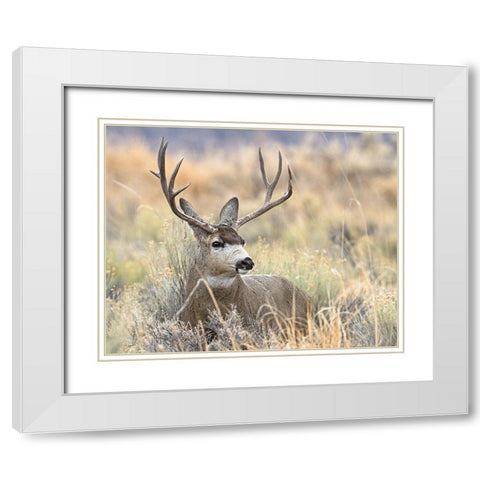 Mule Deer Buck White Modern Wood Framed Art Print with Double Matting by McFerrin, Larry