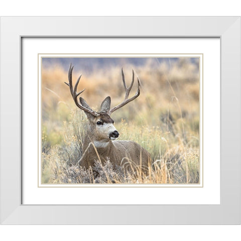 Mule Deer Buck White Modern Wood Framed Art Print with Double Matting by McFerrin, Larry