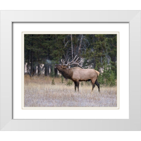 Bull Elk Bugling White Modern Wood Framed Art Print with Double Matting by McFerrin, Larry