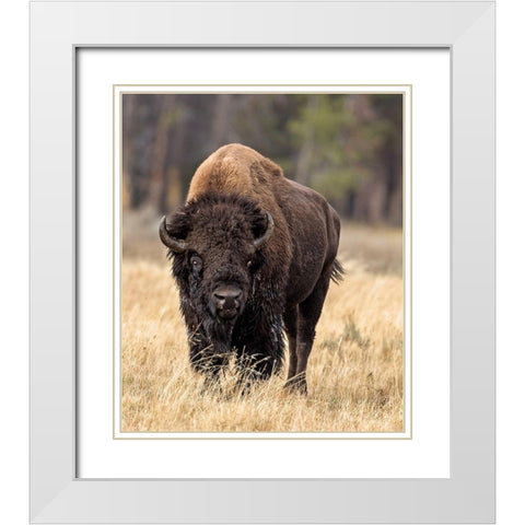 Bull Bison White Modern Wood Framed Art Print with Double Matting by McFerrin, Larry