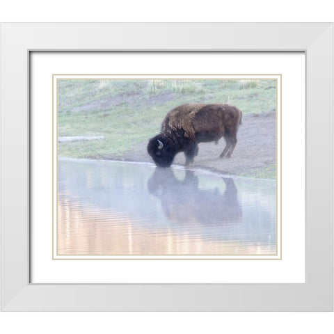 Bison White Modern Wood Framed Art Print with Double Matting by McFerrin, Larry