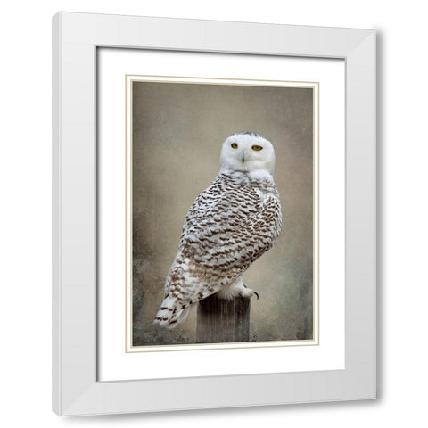 Snowy Owl White Modern Wood Framed Art Print with Double Matting by McFerrin, Larry