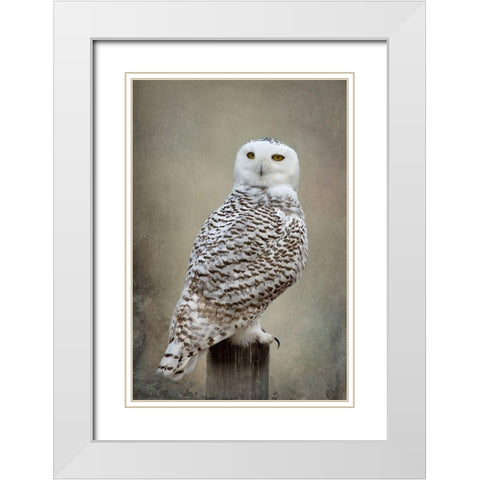 Snowy Owl White Modern Wood Framed Art Print with Double Matting by McFerrin, Larry