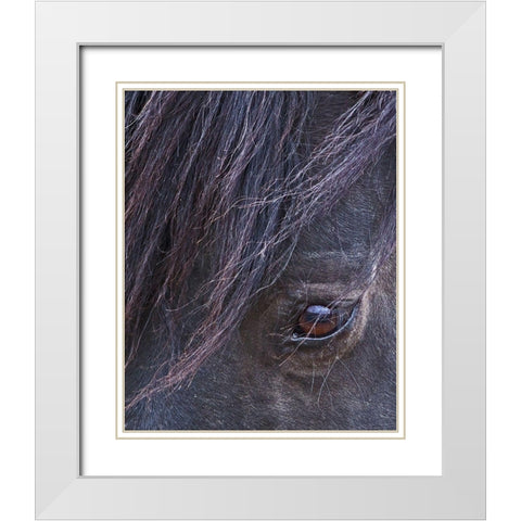 Domino - S Steens Stallion White Modern Wood Framed Art Print with Double Matting by McFerrin, Larry