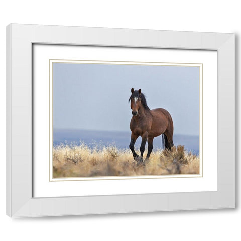 Cherokee - S Steens Wild Stallion White Modern Wood Framed Art Print with Double Matting by McFerrin, Larry