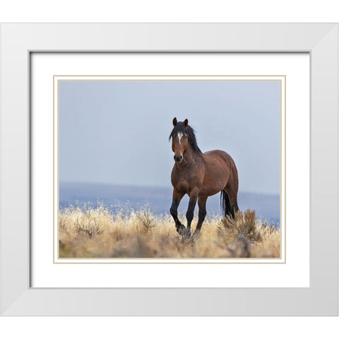 Cherokee - S Steens Wild Stallion White Modern Wood Framed Art Print with Double Matting by McFerrin, Larry