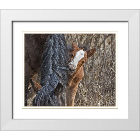 Ochoco Wild Foal - Big Summit HMA White Modern Wood Framed Art Print with Double Matting by McFerrin, Larry