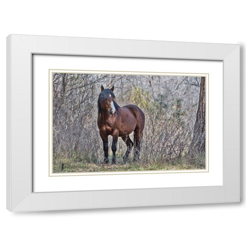 Ochoco Wild Stallion - Big Summit White Modern Wood Framed Art Print with Double Matting by McFerrin, Larry