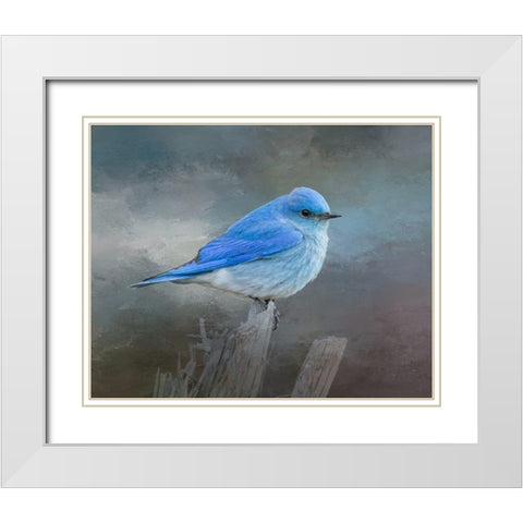 Mountain Bluebird White Modern Wood Framed Art Print with Double Matting by McFerrin, Larry