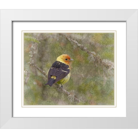 Western Tanager White Modern Wood Framed Art Print with Double Matting by McFerrin, Larry