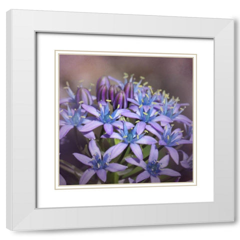 Hyacine White Modern Wood Framed Art Print with Double Matting by McFerrin, Larry