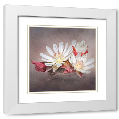 Bitterrott White Modern Wood Framed Art Print with Double Matting by McFerrin, Larry