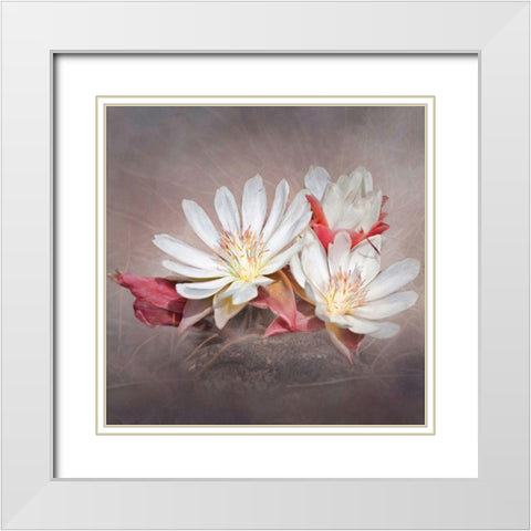 Bitterrott White Modern Wood Framed Art Print with Double Matting by McFerrin, Larry
