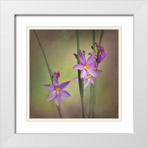 Blue-Eyed Grass Ochoco White Modern Wood Framed Art Print with Double Matting by McFerrin, Larry