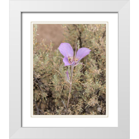 Mariposa Lily White Modern Wood Framed Art Print with Double Matting by McFerrin, Larry