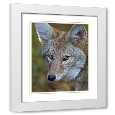 Coyote White Modern Wood Framed Art Print with Double Matting by McFerrin, Larry