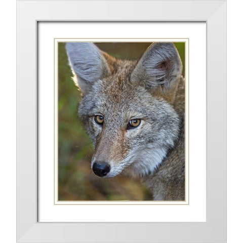 Coyote White Modern Wood Framed Art Print with Double Matting by McFerrin, Larry