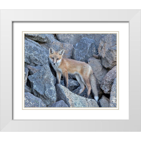 Red Fox Kit I White Modern Wood Framed Art Print with Double Matting by McFerrin, Larry