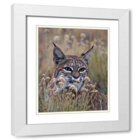 Bobcat White Modern Wood Framed Art Print with Double Matting by McFerrin, Larry