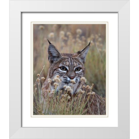 Bobcat White Modern Wood Framed Art Print with Double Matting by McFerrin, Larry