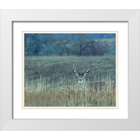Montana Whitetail Buck White Modern Wood Framed Art Print with Double Matting by McFerrin, Larry