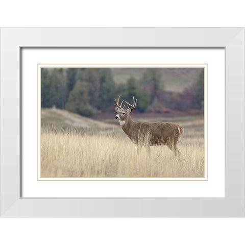 Montana Whitetail Buck III White Modern Wood Framed Art Print with Double Matting by McFerrin, Larry