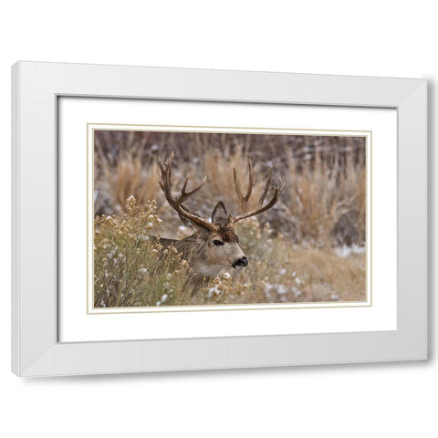 Mule Deer Buck White Modern Wood Framed Art Print with Double Matting by McFerrin, Larry