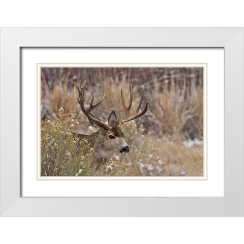 Mule Deer Buck White Modern Wood Framed Art Print with Double Matting by McFerrin, Larry