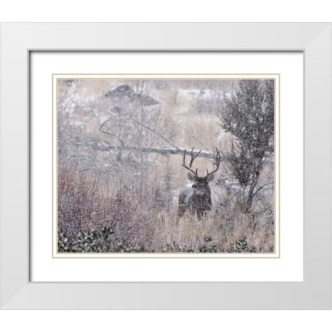 Mule Deer Buck - Steens Mountain White Modern Wood Framed Art Print with Double Matting by McFerrin, Larry