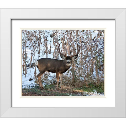 Mule Deer Buck White Modern Wood Framed Art Print with Double Matting by McFerrin, Larry