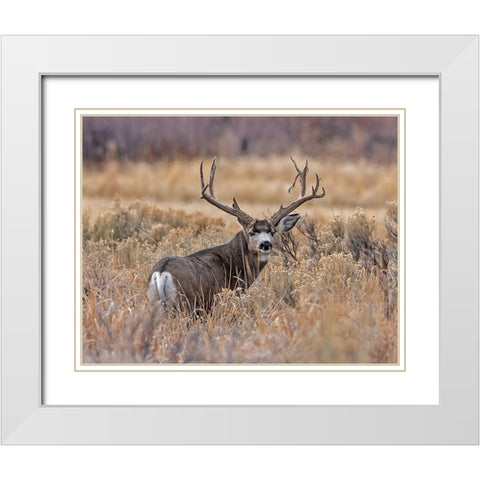 Mule Deer Buck II White Modern Wood Framed Art Print with Double Matting by McFerrin, Larry