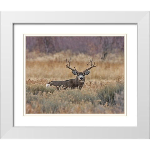 Mule Deer Buck III White Modern Wood Framed Art Print with Double Matting by McFerrin, Larry