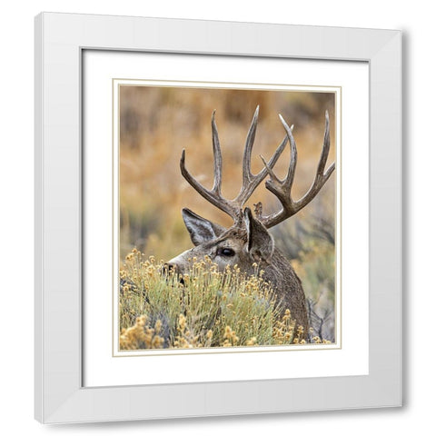 Mule Deer Buck IV White Modern Wood Framed Art Print with Double Matting by McFerrin, Larry