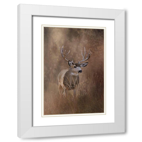 Muley - Malheur White Modern Wood Framed Art Print with Double Matting by McFerrin, Larry